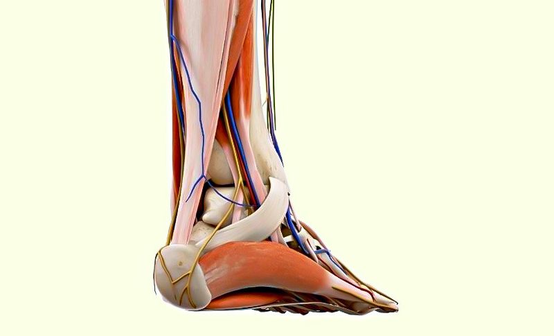  Tendon Transferleri