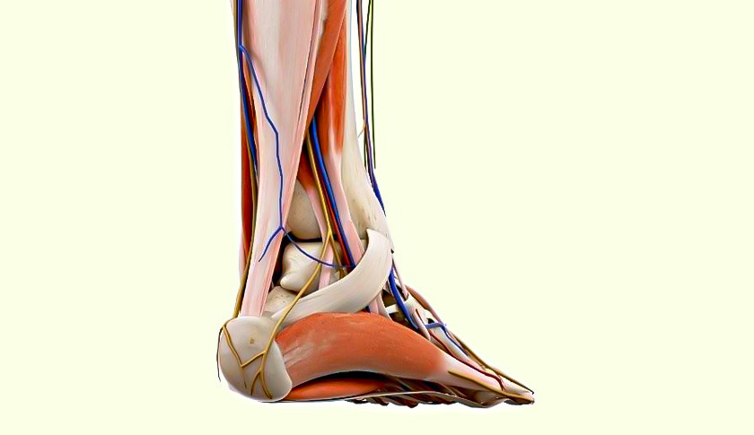  Tendon Transferleri