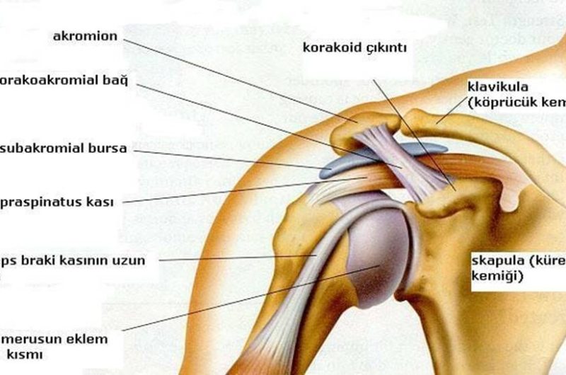  Omuz anatomisi ve biyomekaniği