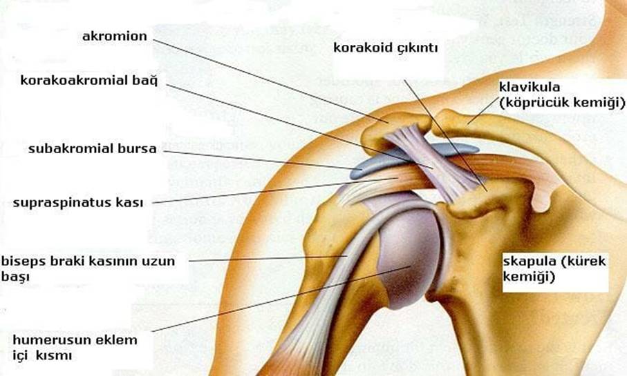  Omuz anatomisi ve biyomekaniği