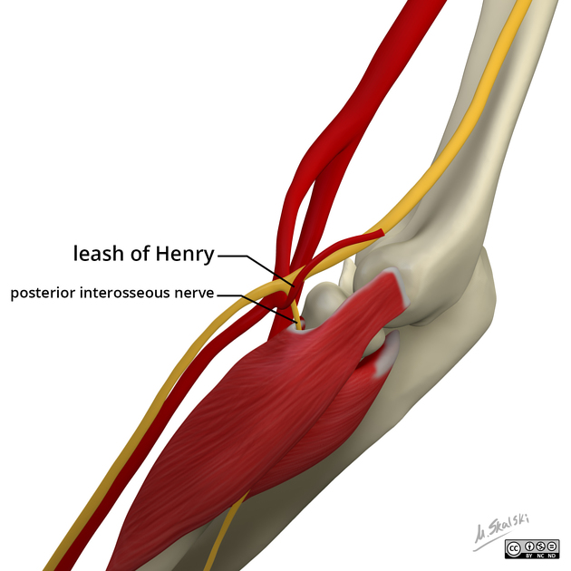 Posterior Interosseöz
